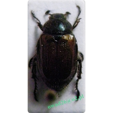 Phyllopertha horticola (Linnaeus, 1758) Ogrodnica niszczylistka